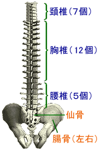 背骨